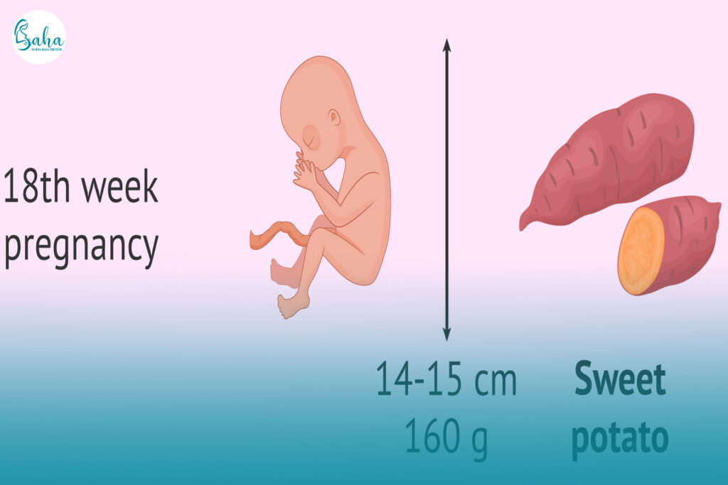 هفته هجدهم بارداری