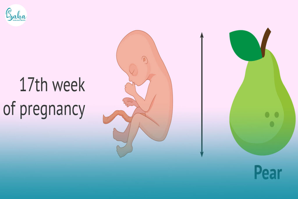 هفته هفدهم بارداری
