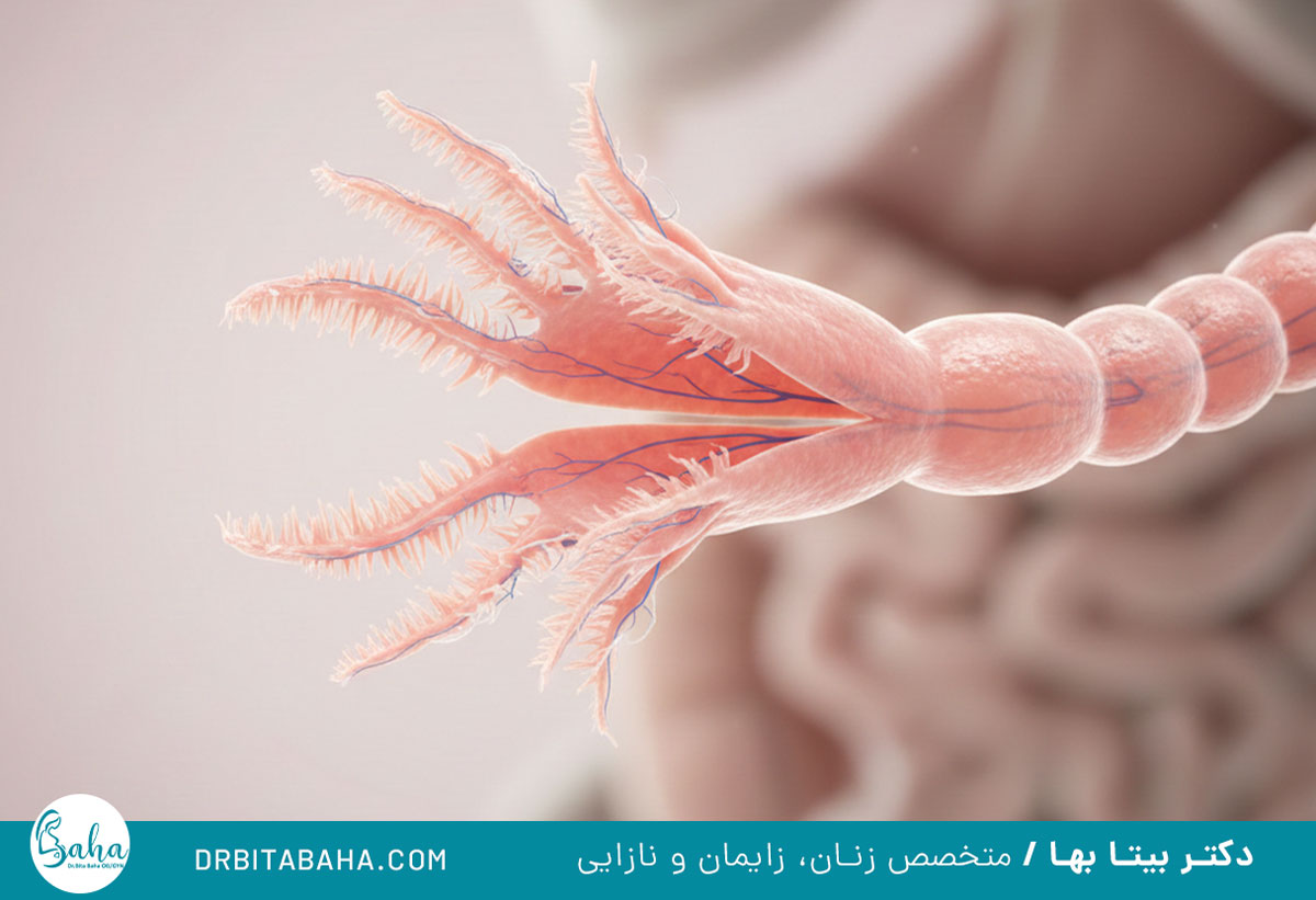 لوله های رحمی چیست